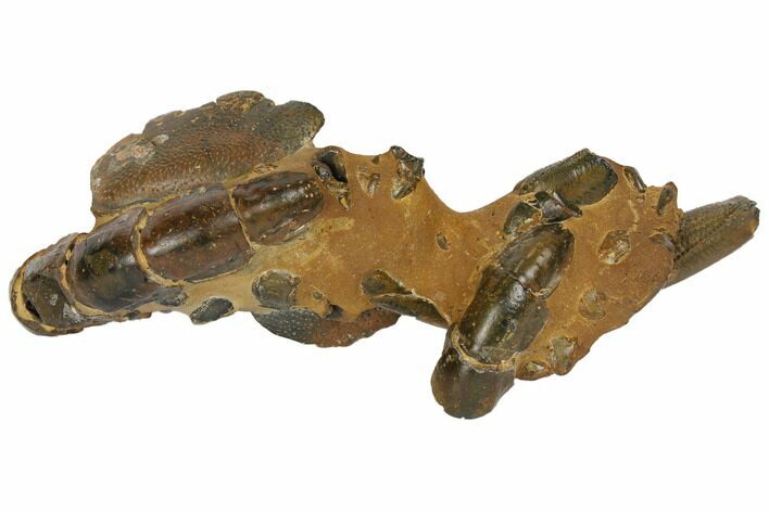 Fossil Mud Lobsters (Thalassina) - Australia #109301